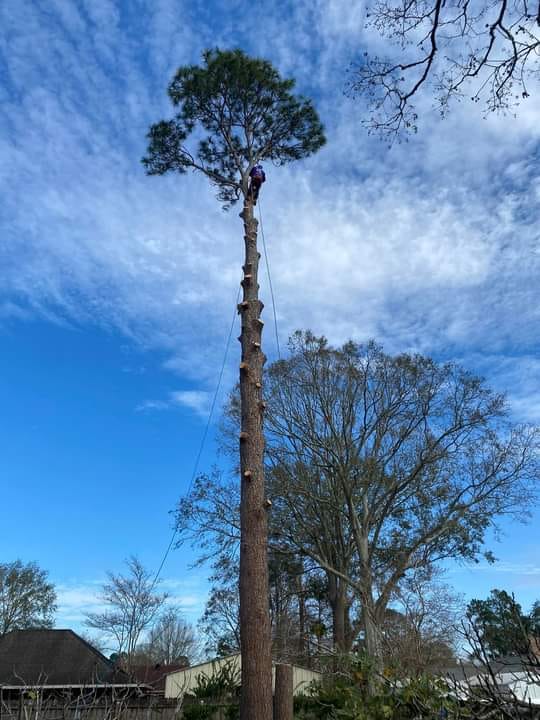 Tree Service Picture